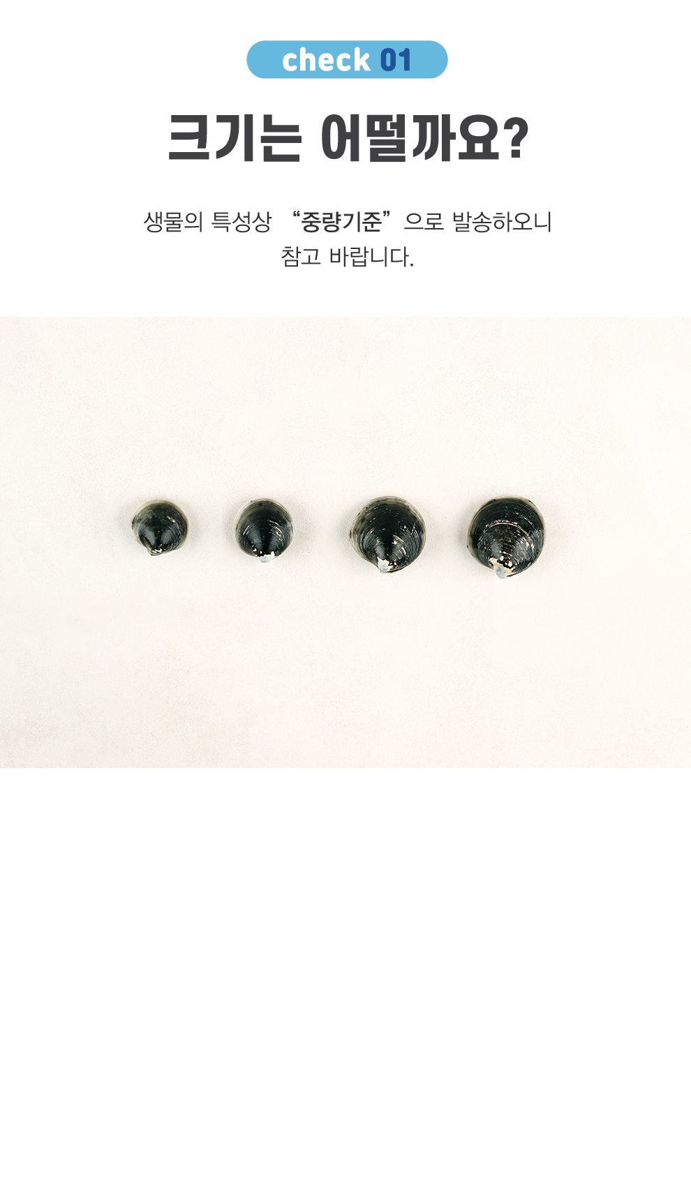 모시조개-04.jpg