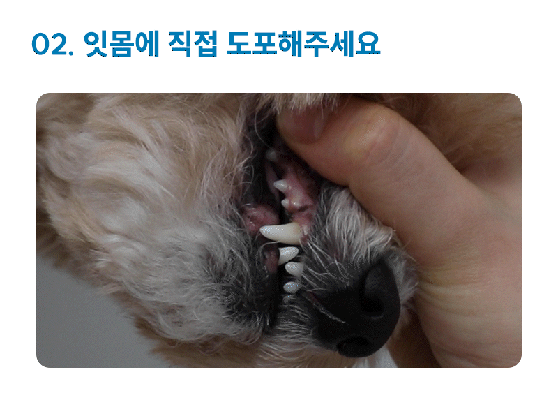 오랄이펙트프로바이오틱스11.gif