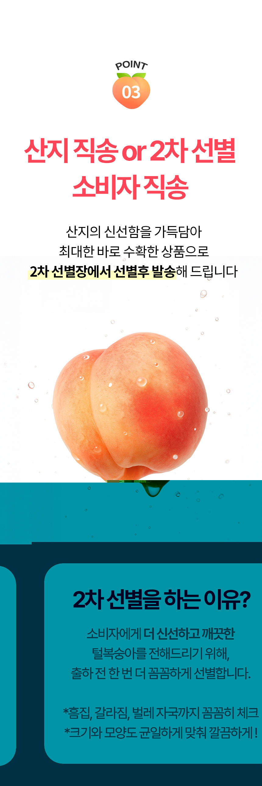 860_복숭아_08.jpg