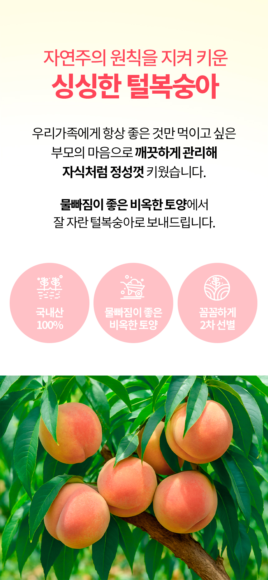 860_복숭아_04.jpg
