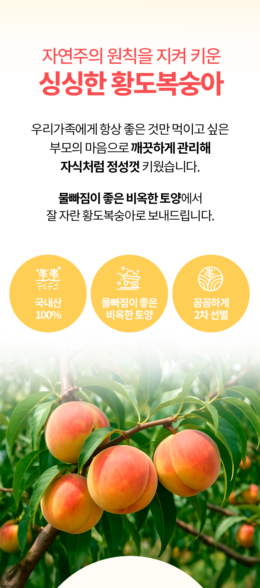 860_황도복숭아_02.jpg