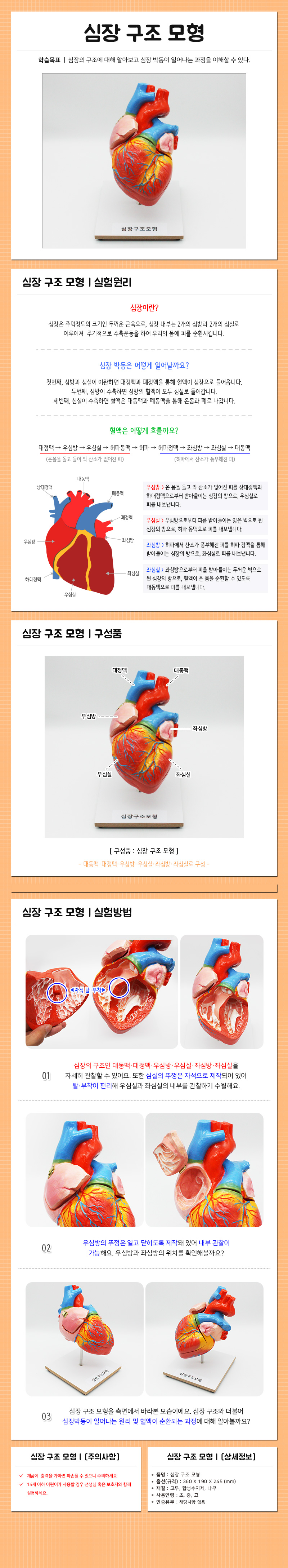 심장구조모형_상세페이지(워터마크X).jpg