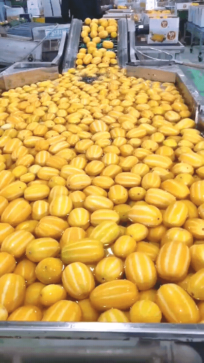 korean_melon.gif