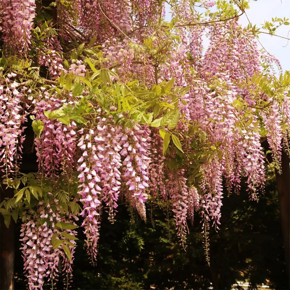 floribunda_rosea_WIKIPEDIA.jpg